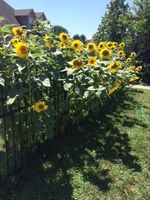 Filename=Rons_Sunflowers.jpg
Filesize=23KiB
Dimensions=240x320
Date added=Aug 04, 2017 Rons_Sunflowers.jpg