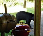 Filename=Kitchen_door_view.JPG
Filesize=570KiB
Dimensions=2047x1701
Date added=Aug 29, 2017 Kitchen_door_view.JPG